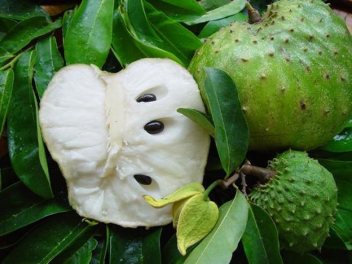Guyabano Soursop Background Benefits Of This Healthy Fruit