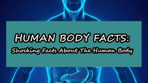 Human Body Facts