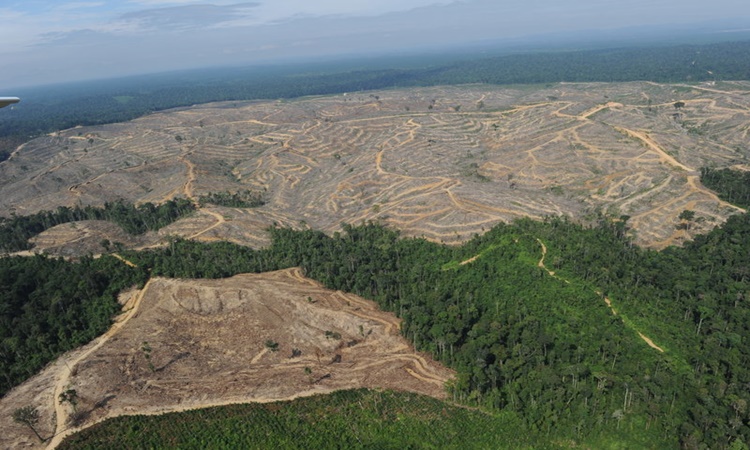 Indonesia-deforestation