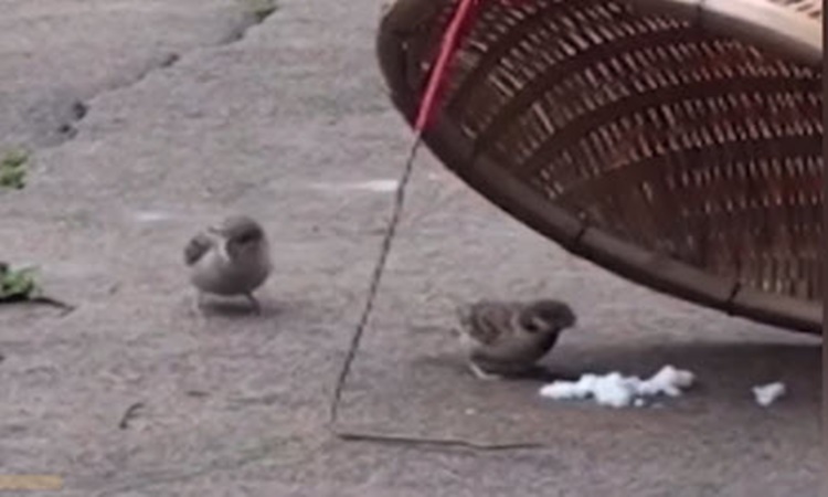 Relationship-Goals-sparrow