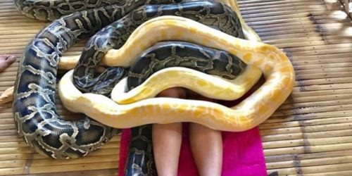 Snake Massage Aklan 1
