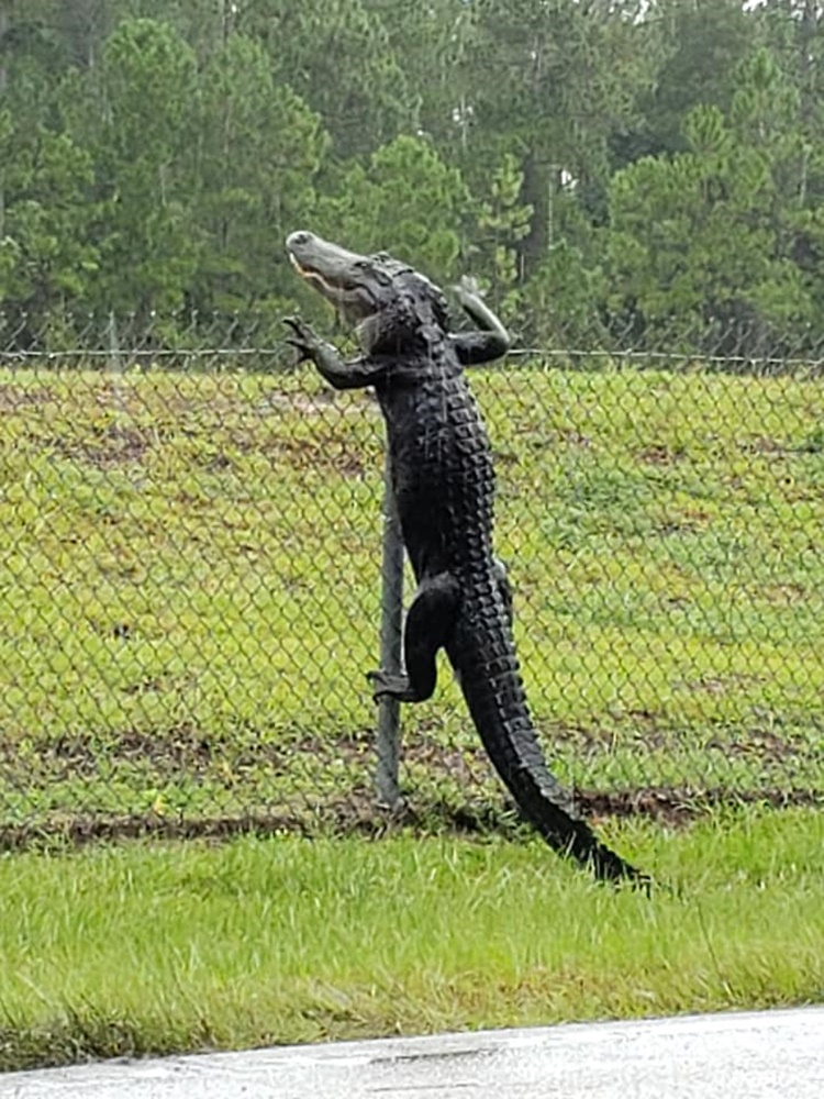 Alligator Climbing Over The Fence Scares Residents