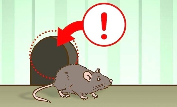 home remedy get rid of mice