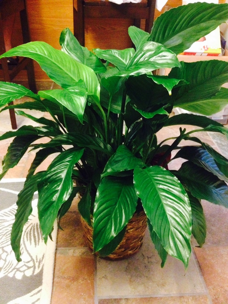 mayonnaise plant leaves