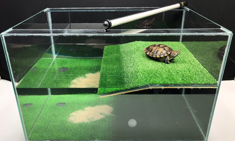 turtle