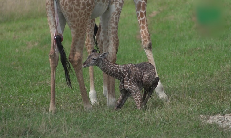 Animals-Giraffe