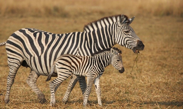 Baby-Zebra