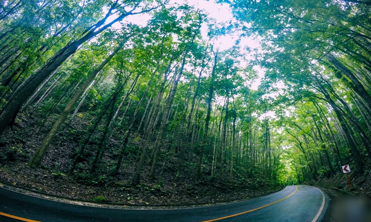 Bohol-man-made-forest