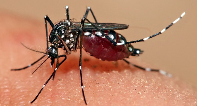 DENGUE CASES
