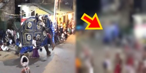 Elephants Sri Lanka rampage 1