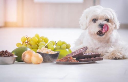 Food Bad For Dogs