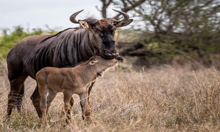Gnu