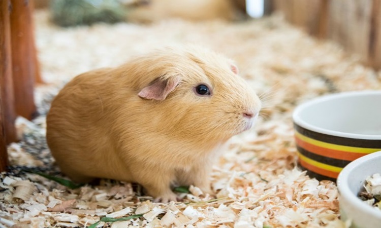 Guinea-Pig
