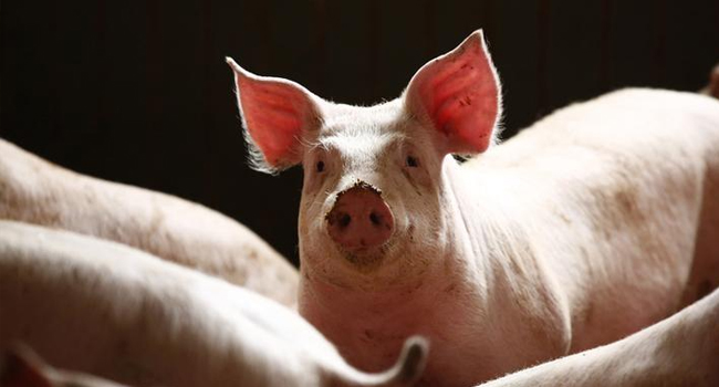 PIG OWNERS