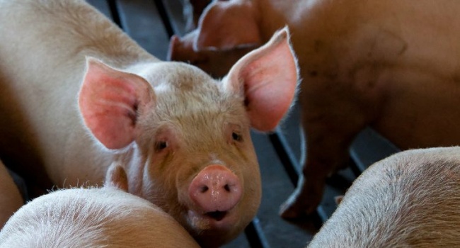 ASF Not Present In Processed Meat Products According To PAMPI
