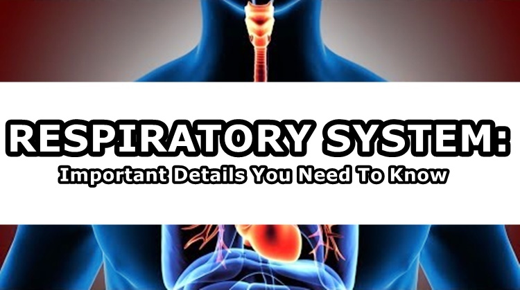 Respiratory System
