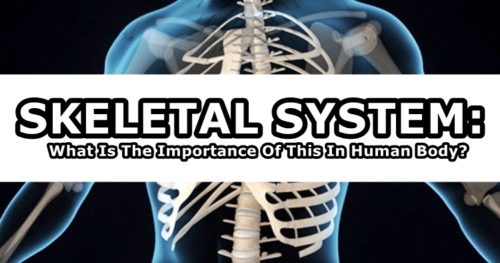 Skeletal System