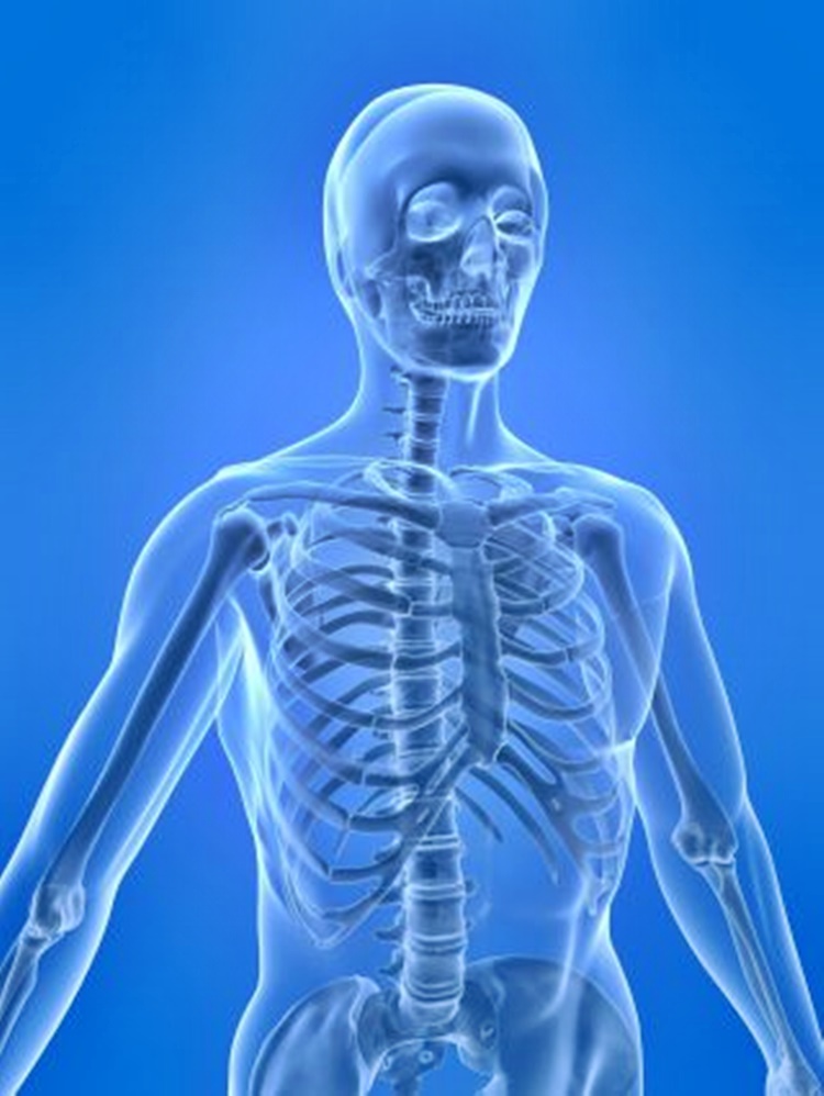 SKELETAL SYSTEM - What Is The Importance Of This In Human Body?