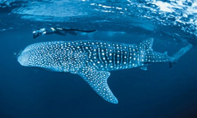 Whale-Sharks-Butanding