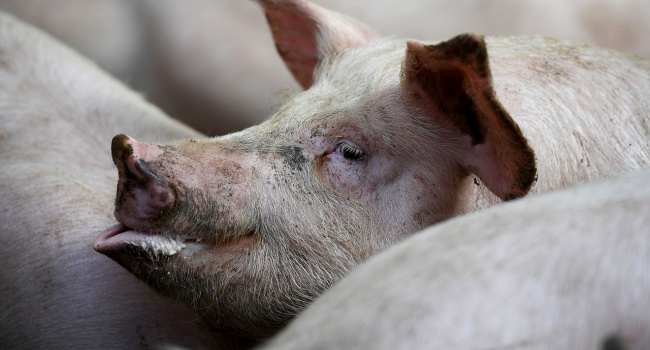Piglets In Irrigation Canal Found Dead By Residents Of Malolos, Bulacan