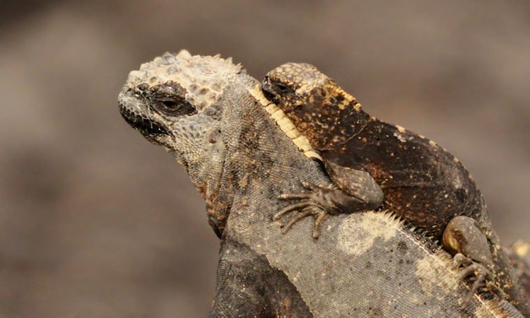 baby-marine-iguana