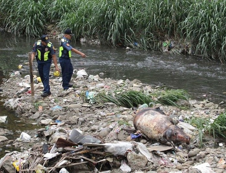 Pig Dumping