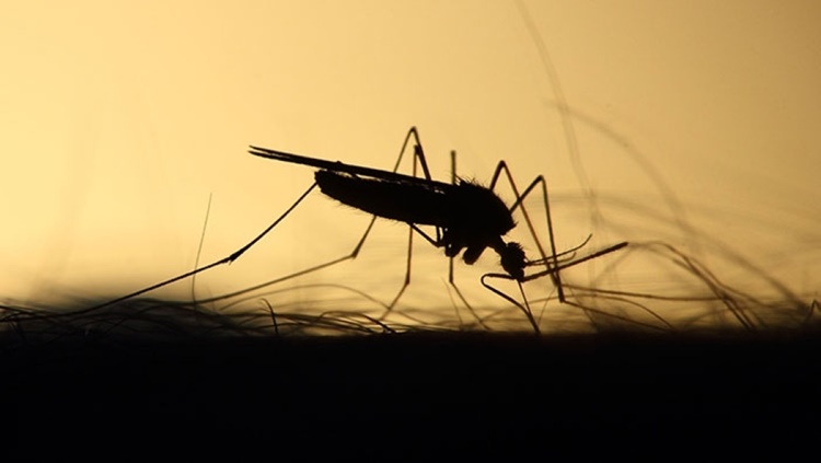 Dengue Cases