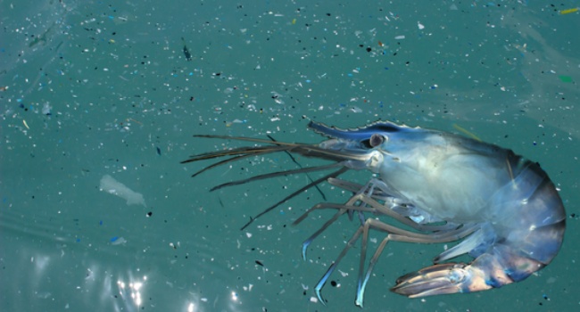 Microplastics - What Are Microplastics? (Answers)