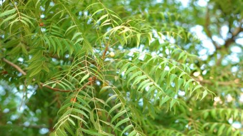 neem tree
