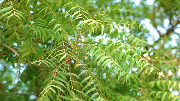 neem tree