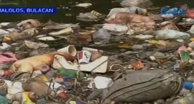 Piglets In Irrigation Canal Found Dead By Residents Of Malolos, Bulacan