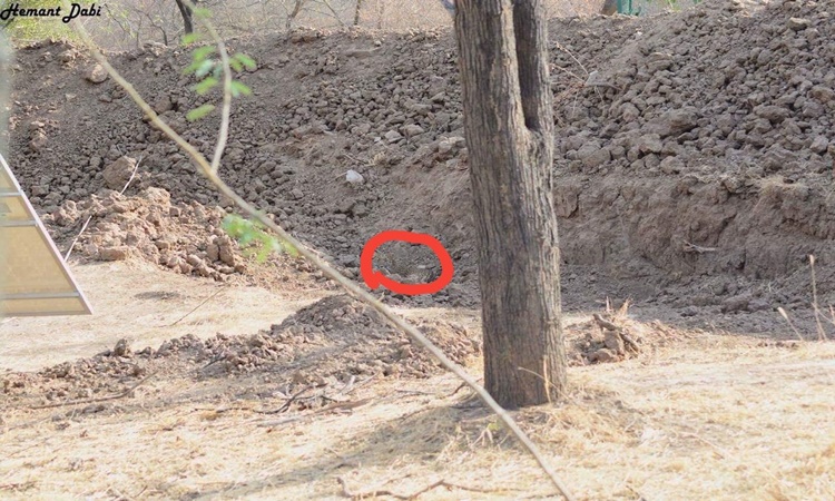 spot-Leopard