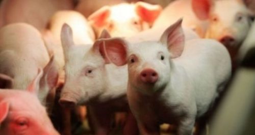 DA Admits Lack Of Funds To Cover Pig Deaths Due To ASF