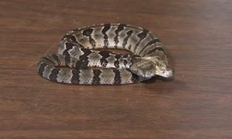 two-headed-rattlesnake-2