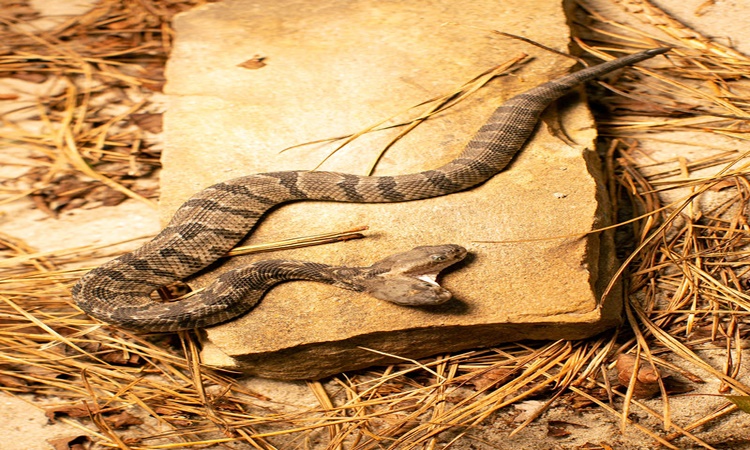 two-headed-rattlesnake-4