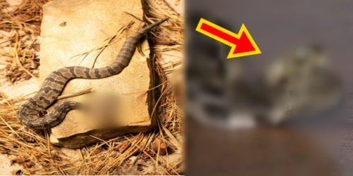 two headed rattlesnake found