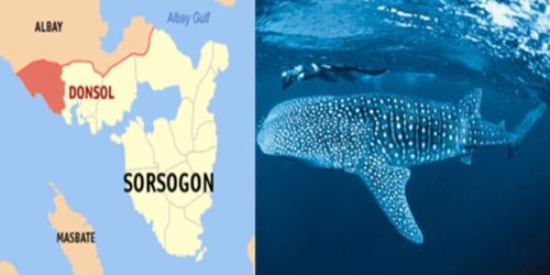 whale sharks sorsogon 1
