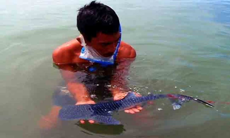 whale-sharks-sorsogon