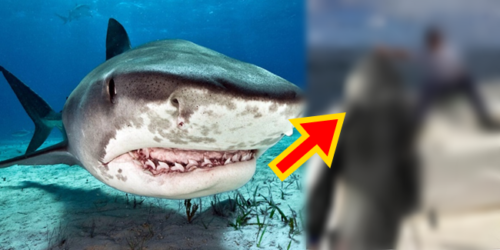 8-year-old boy reels tiger shark