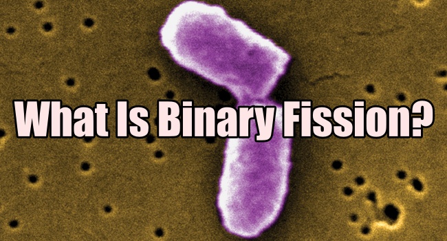 binary fission definition science