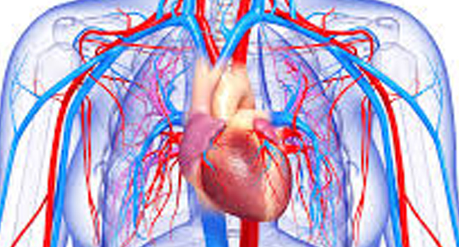 CIRCULATORY SYSTEM