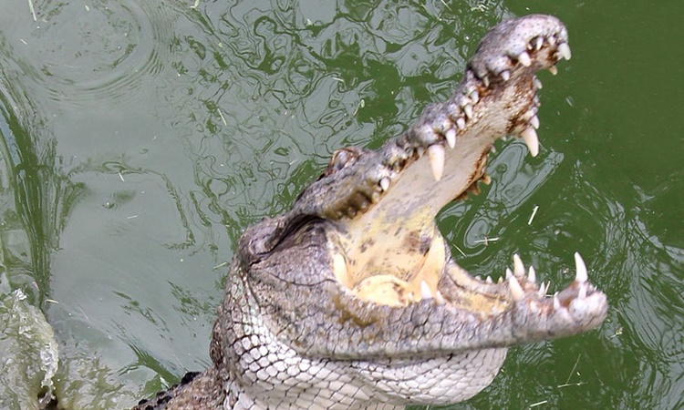 Palawan Crocodile Attack Victim Recalls Battle For His Life (Video)