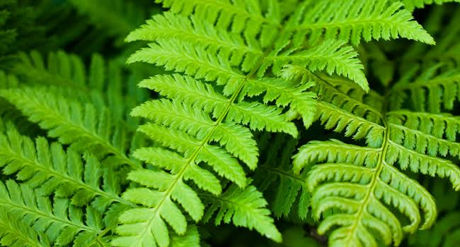 life cycle of a fern