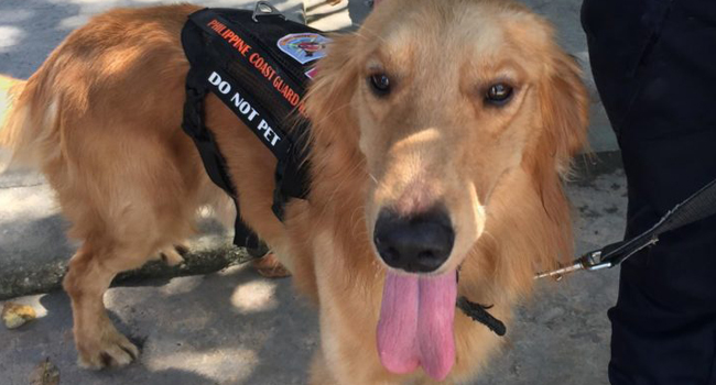 GOLDEN RETRIEVER