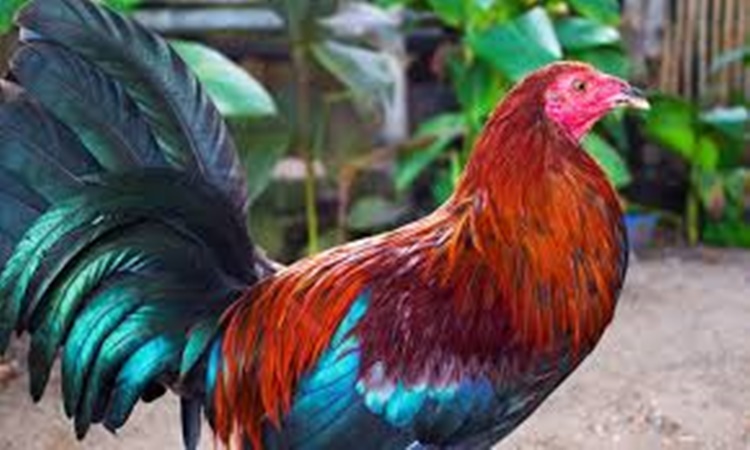 Manok-na-pula-gift-1