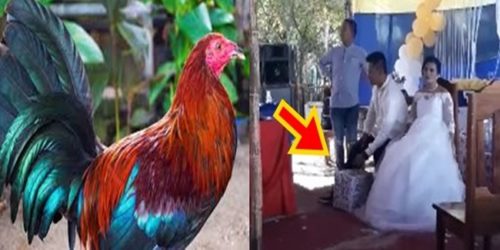 Manok na pula gift 2