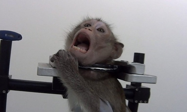 Monkey-Lab-2