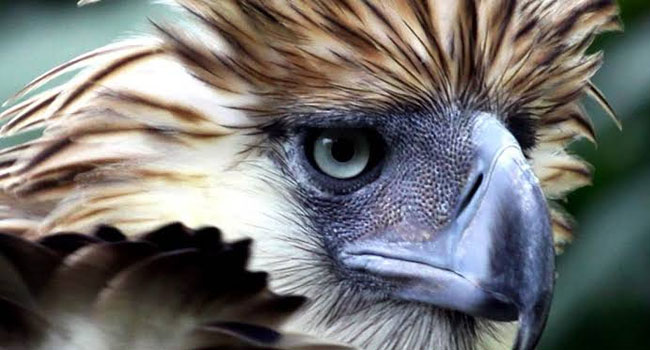 Great philippine eagle escape прохождение