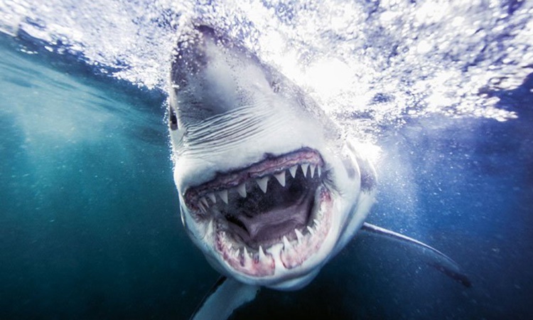 Terrifying Video Shows Massive Shark Swimming Towards Couple