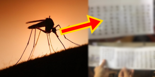 Student collects dead mosquitoes 3